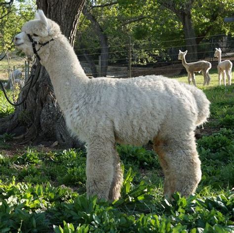 tierra prometida alpacas  the heat) and the blessings (e